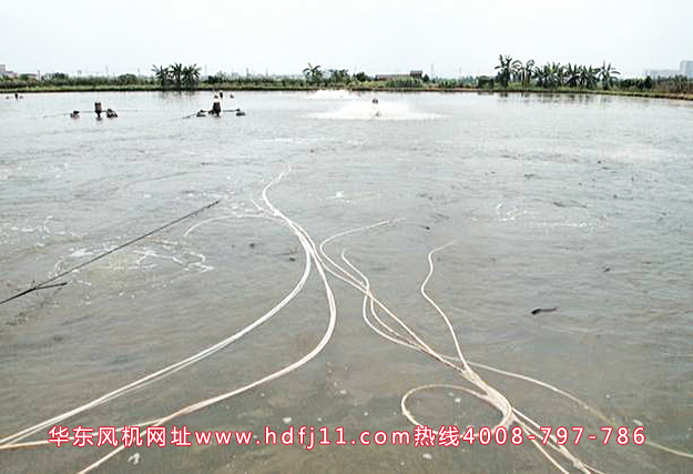 深夜视频在线免费增氧機水產.jpg